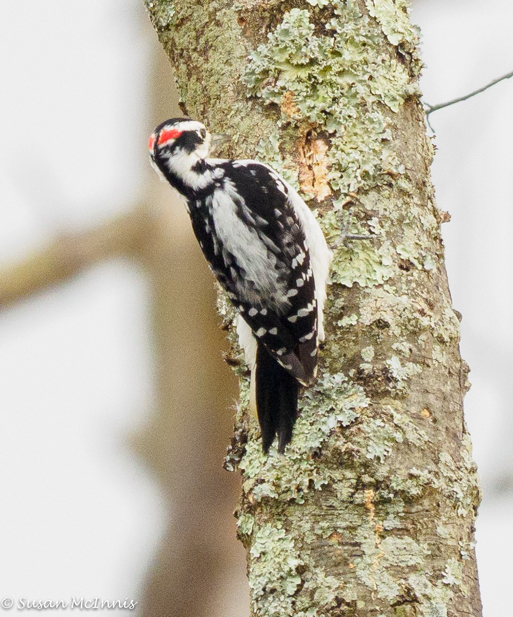 Downy Woodpecker - ML396271071