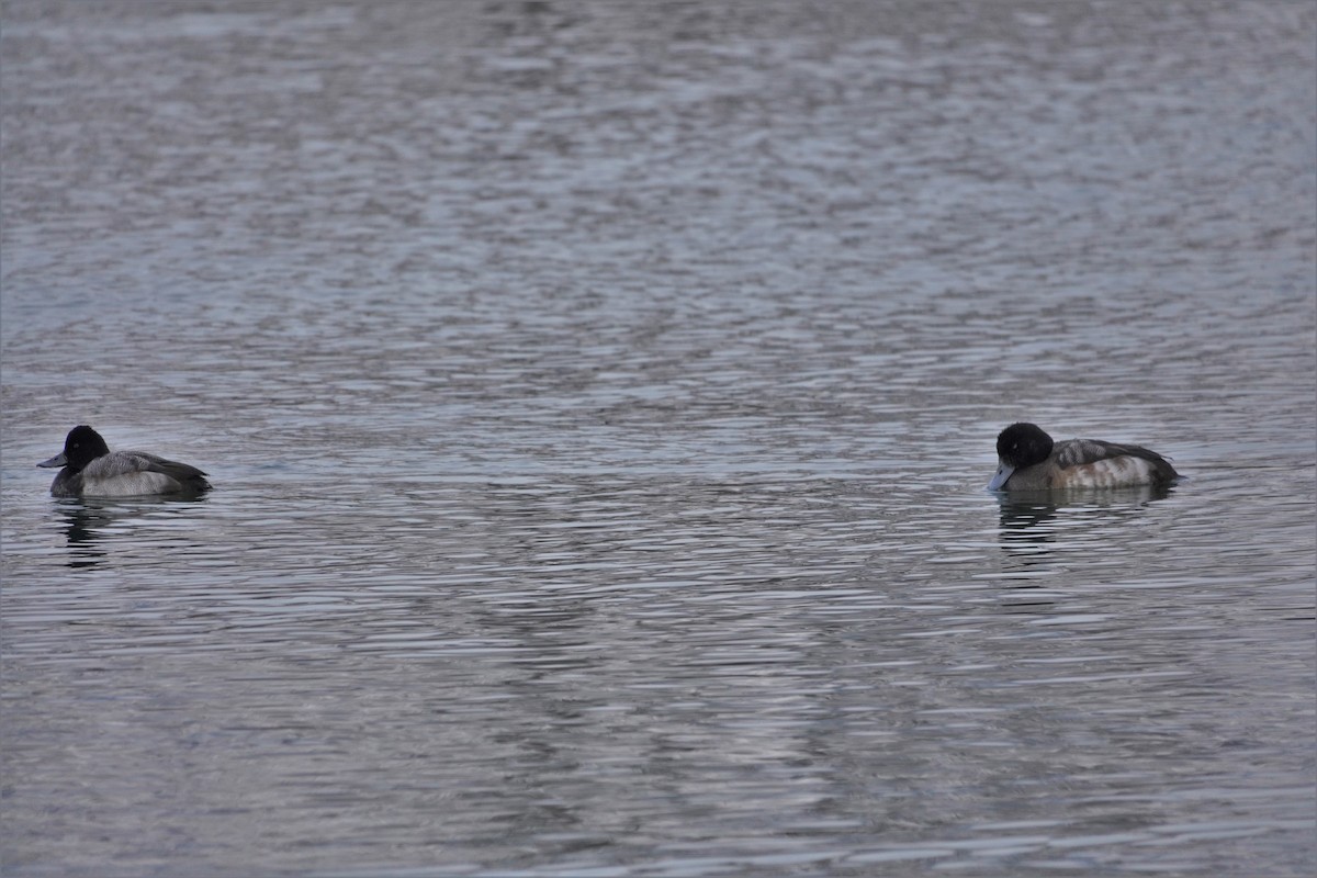 Greater Scaup - ML396271091