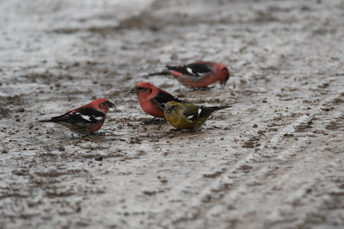 White-winged Crossbill - ML396271101