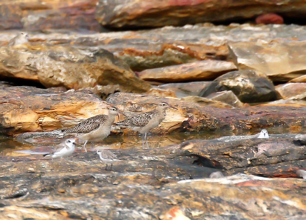 Little Curlew - ML396271811