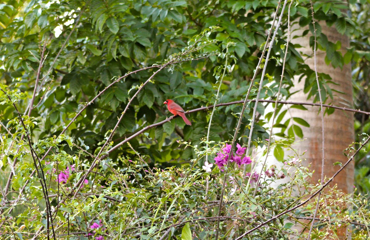 Northern Cardinal - Manna Parseyan