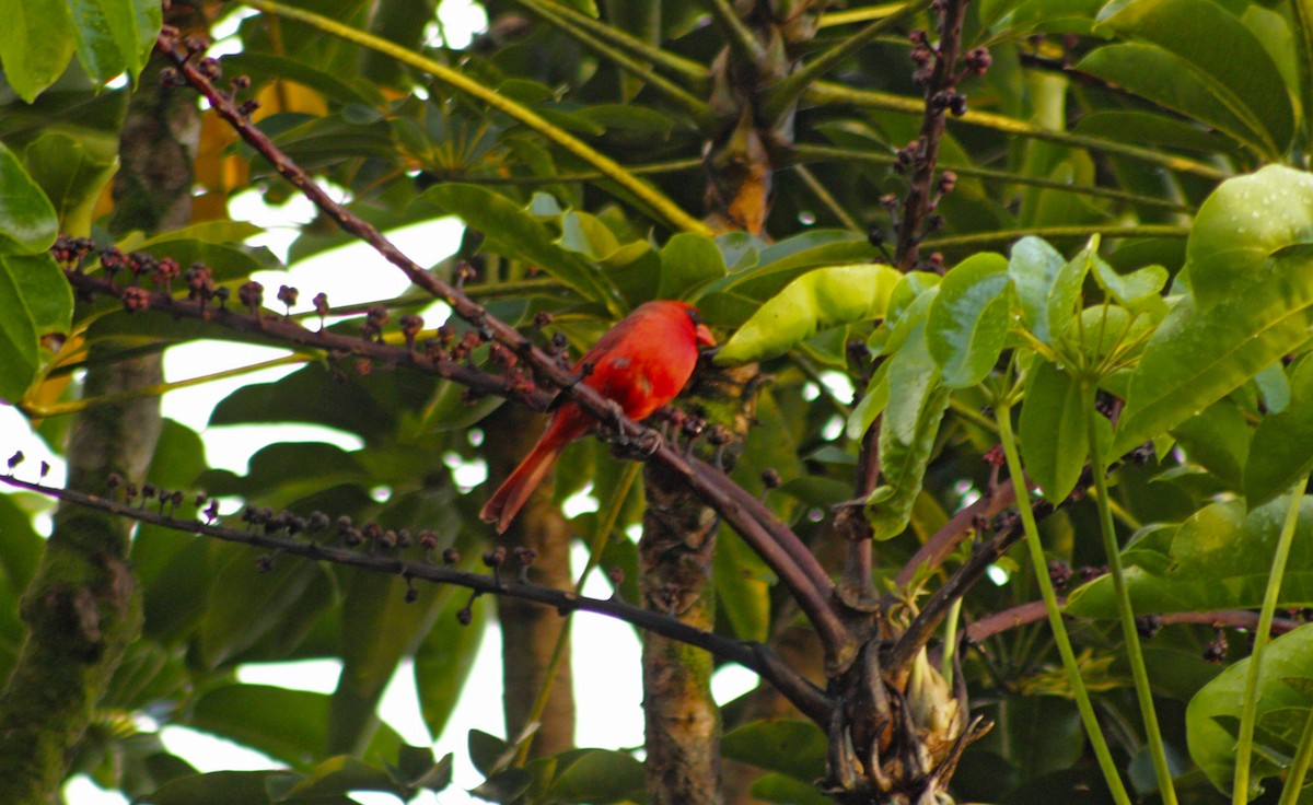 Northern Cardinal - Manna Parseyan