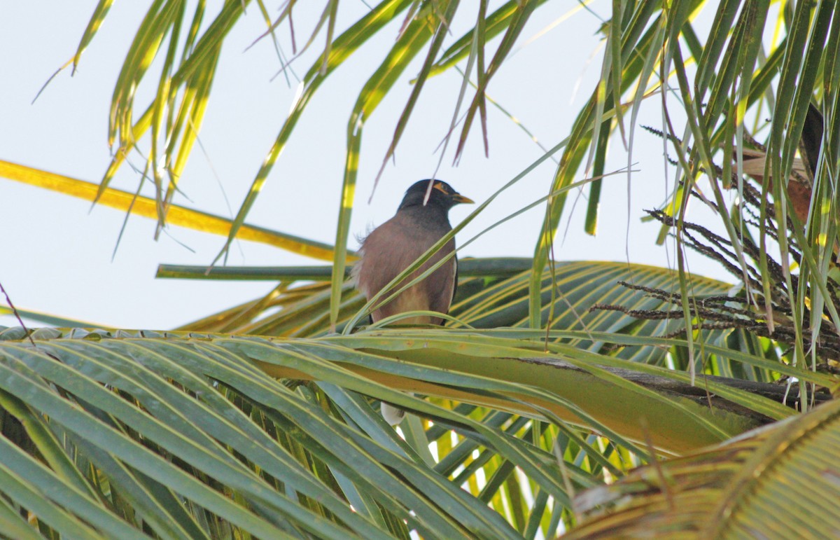 Common Myna - Manna Parseyan