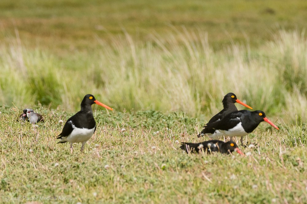 Magellanic Oystercatcher - ML396277071