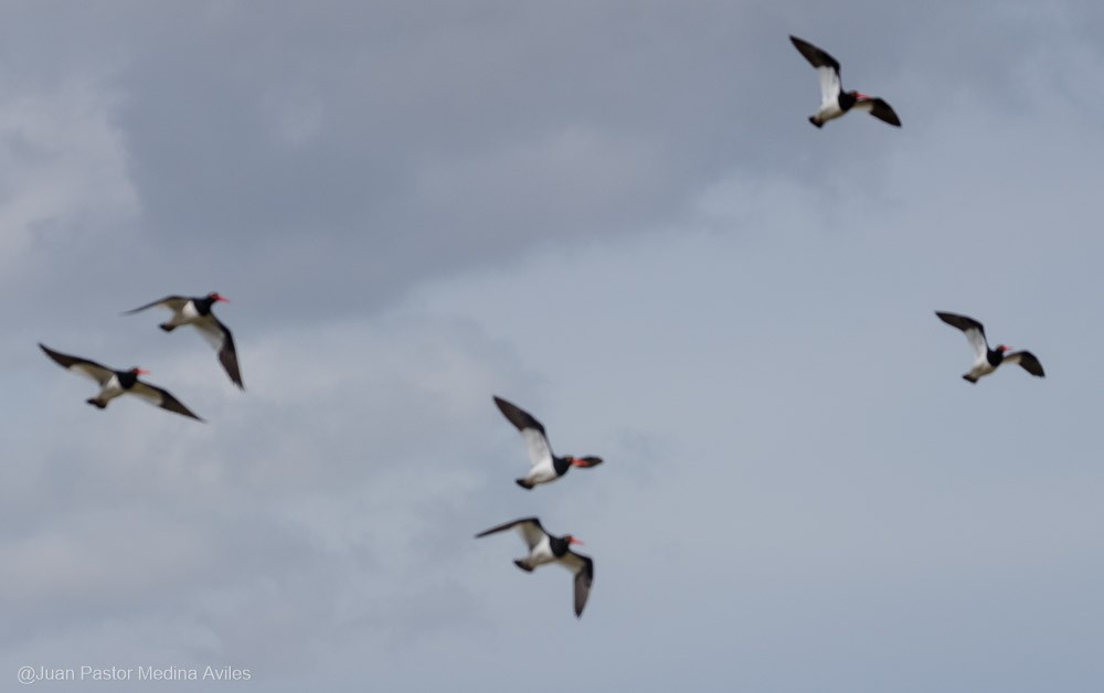 Magellanic Oystercatcher - ML396277211