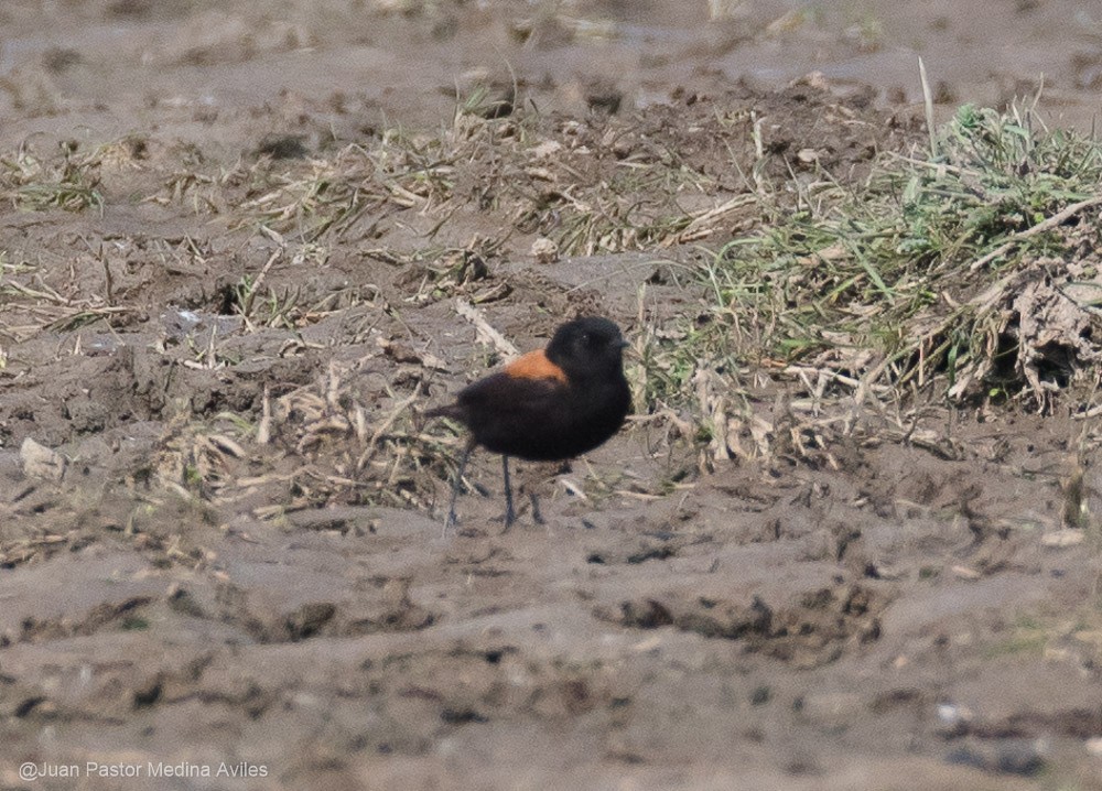 Negrito Austral - ML396278221