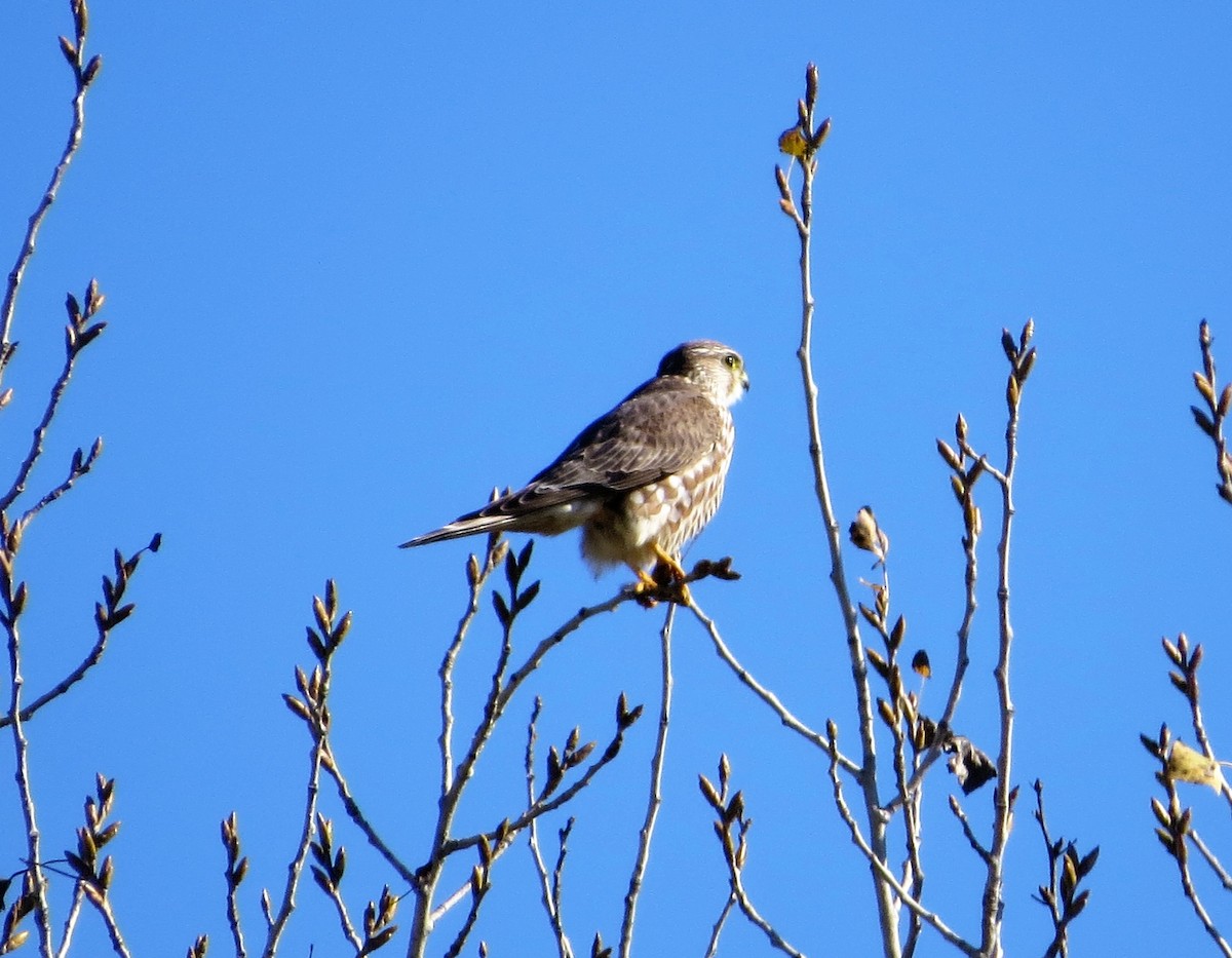 Belatz txikia (richardsonii) - ML396279081