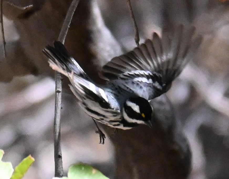 Black-throated Gray Warbler - ML396279221