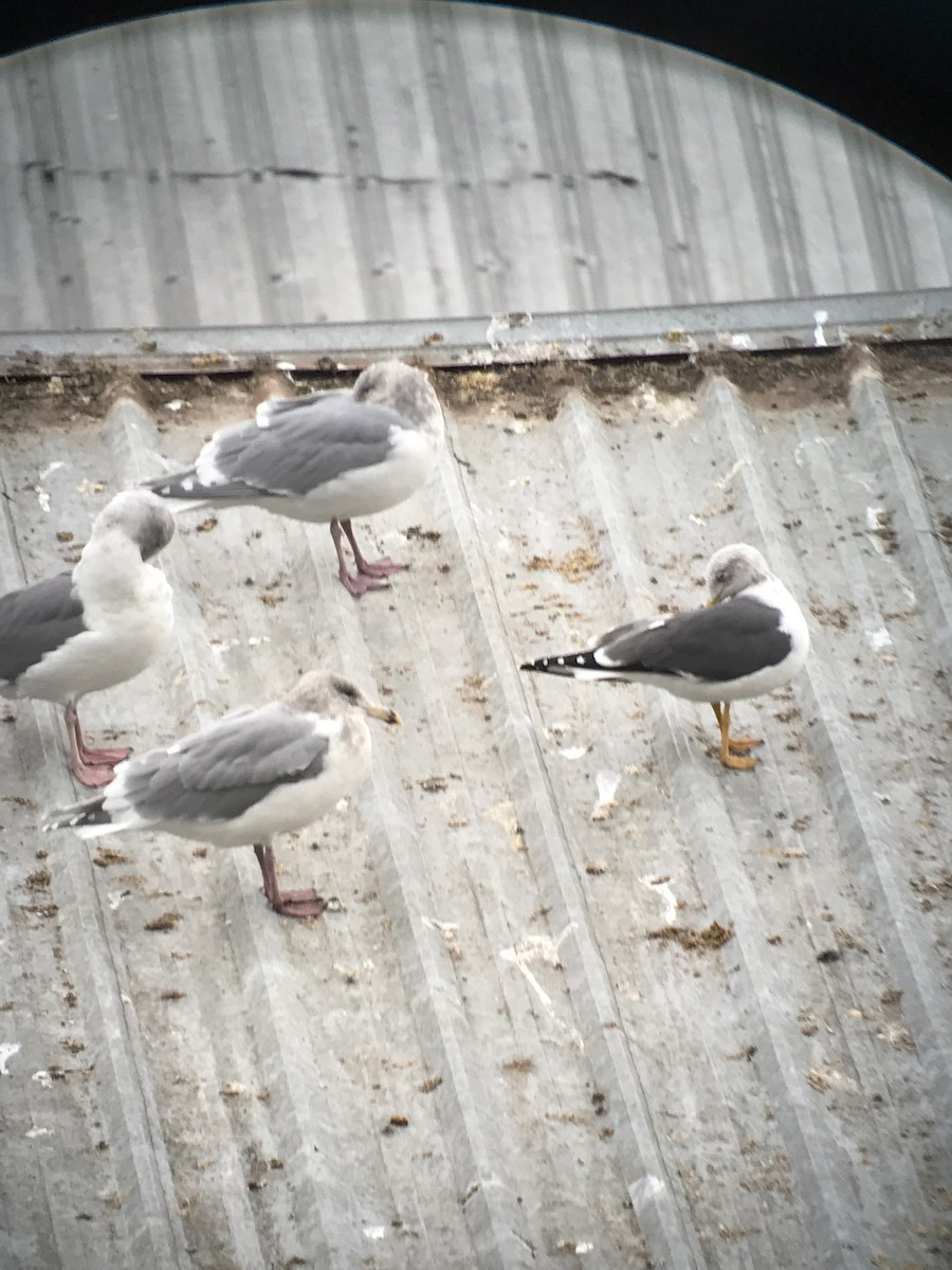 Lesser Black-backed Gull - ML396279821