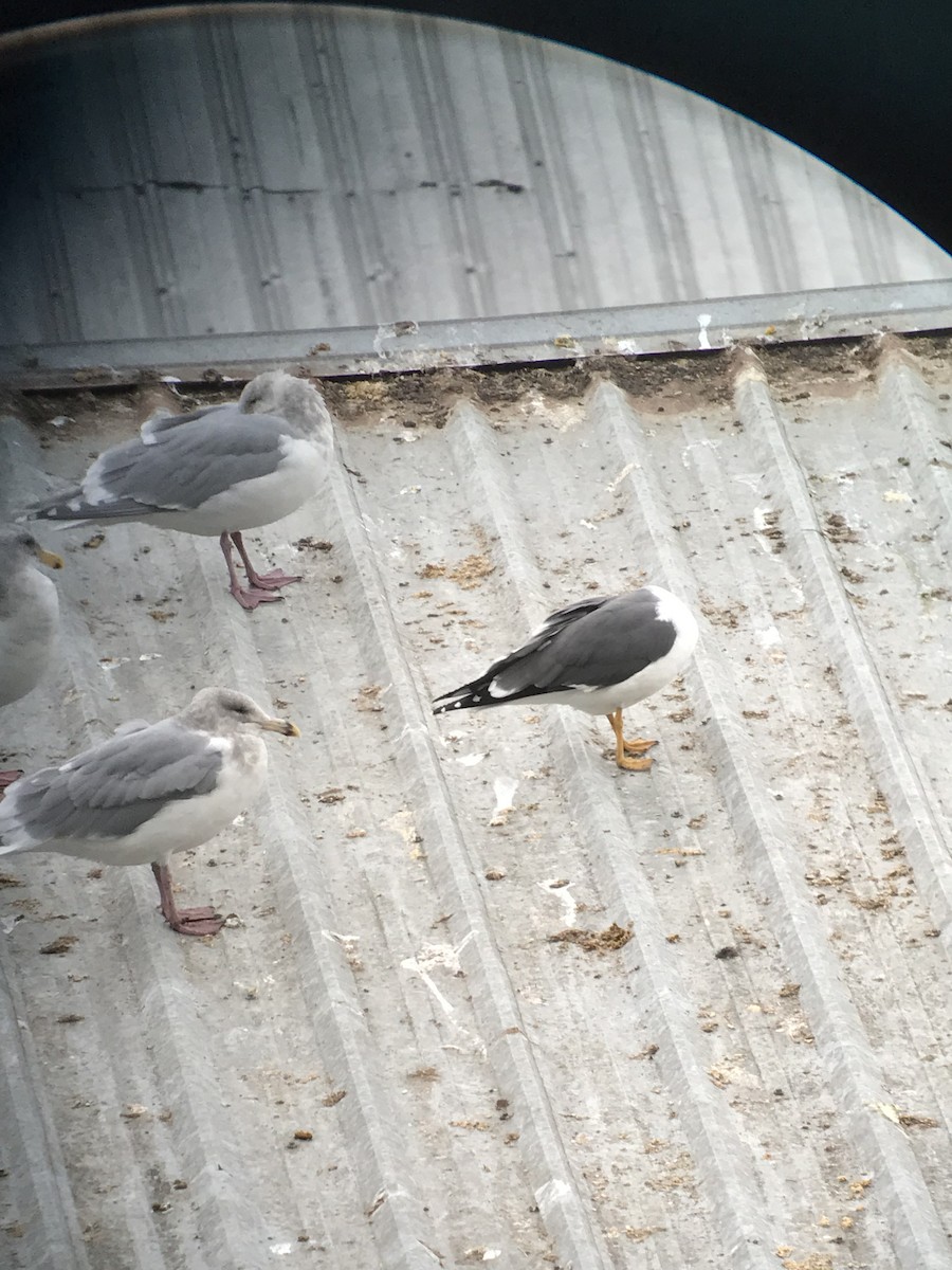 Lesser Black-backed Gull - ML396279831