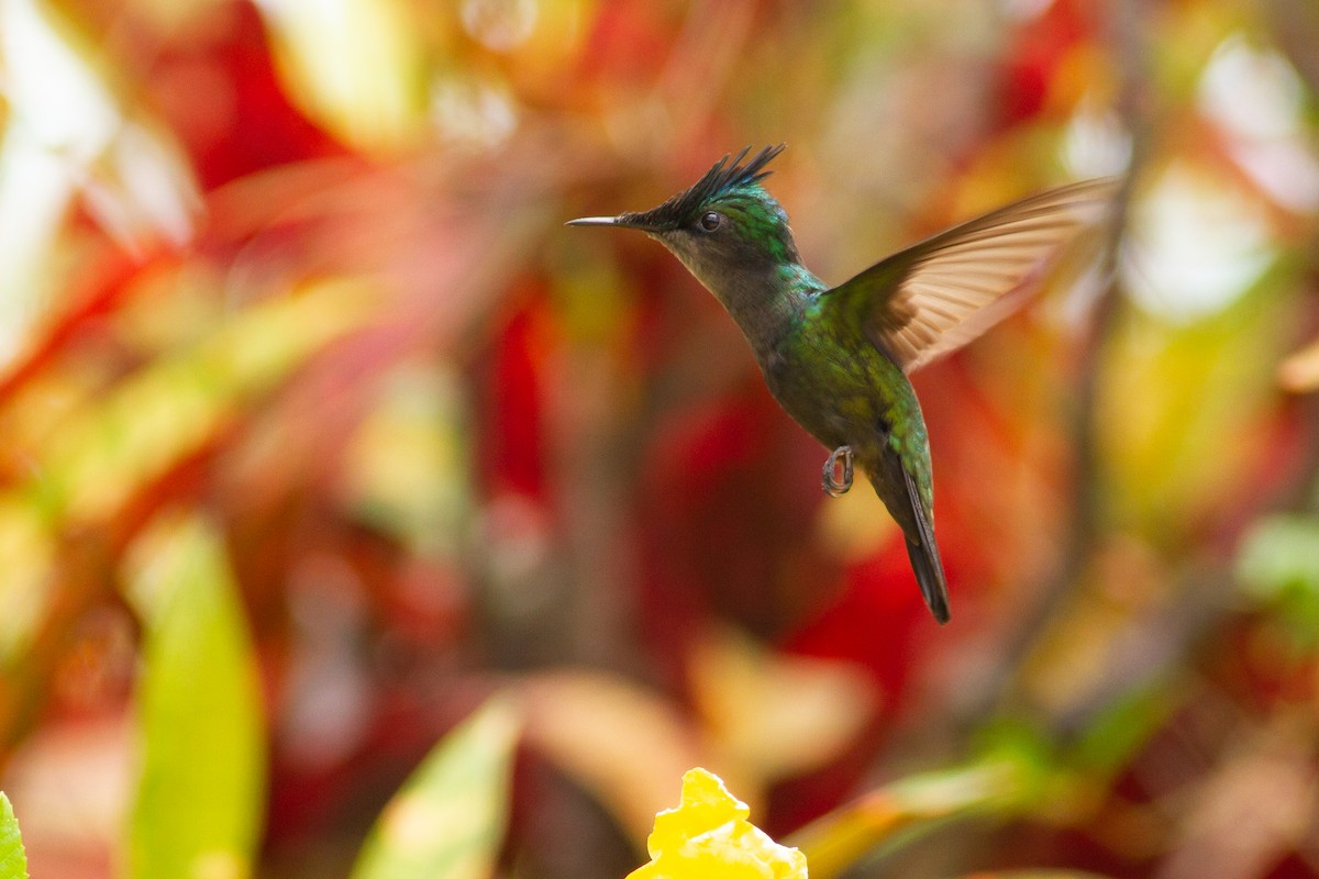 Antillean Crested Hummingbird - Tom Johnson