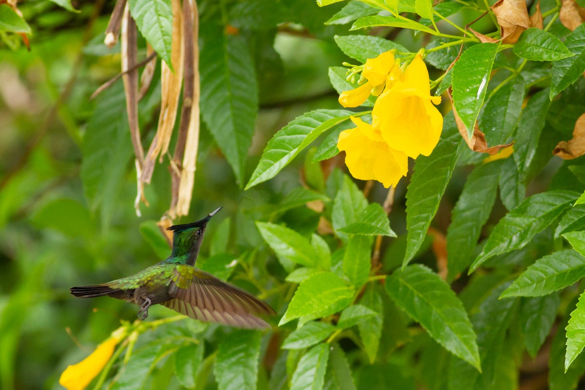 Antillean Crested Hummingbird - Tom Johnson