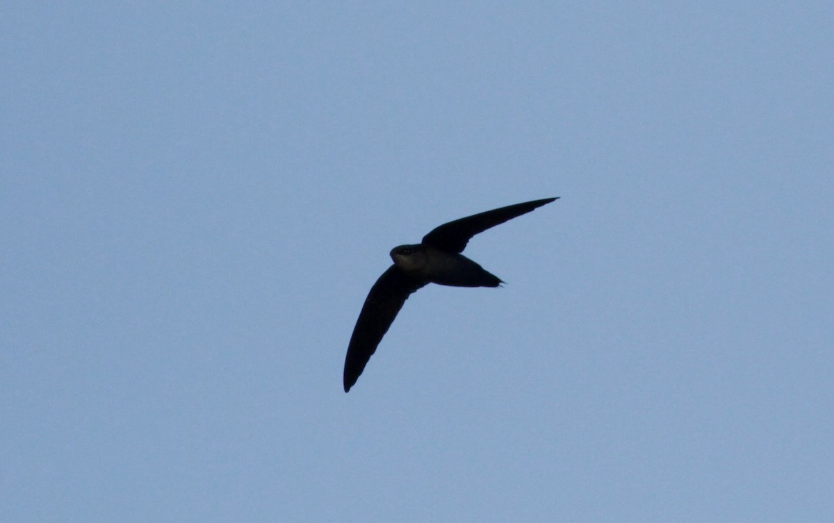 Gray-rumped Swift - ML39628111