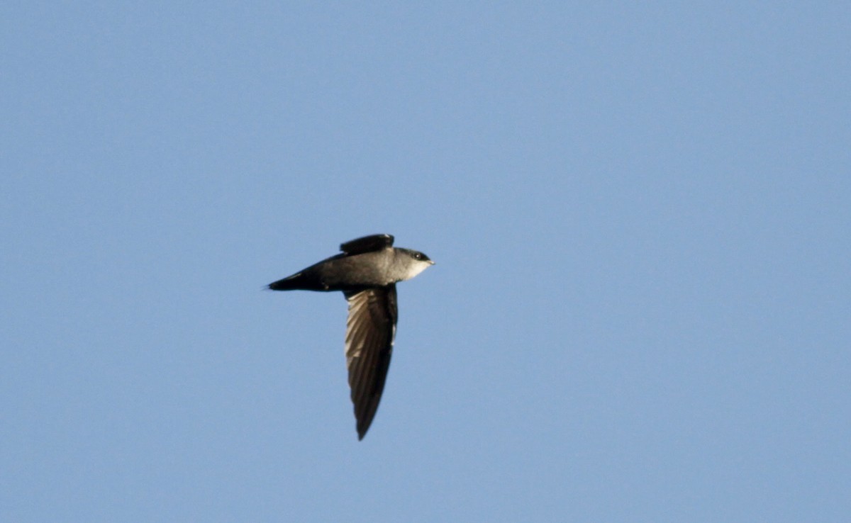 Gray-rumped Swift - ML39628261