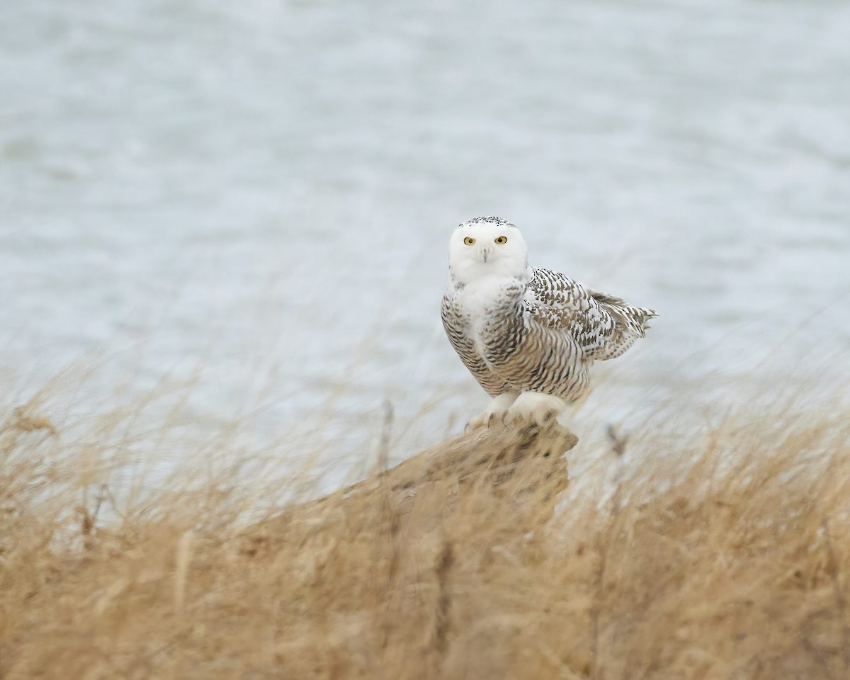 Snowy Owl - ML396283041