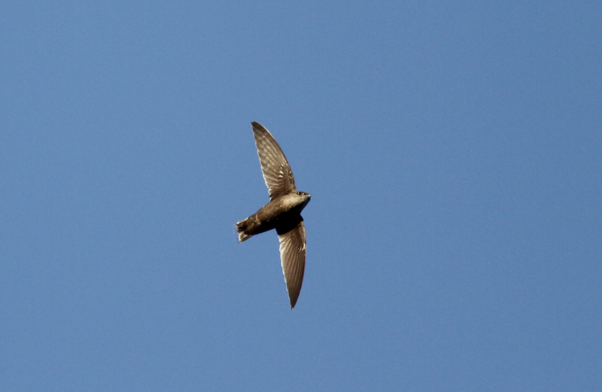 Band-rumped Swift - Jay McGowan