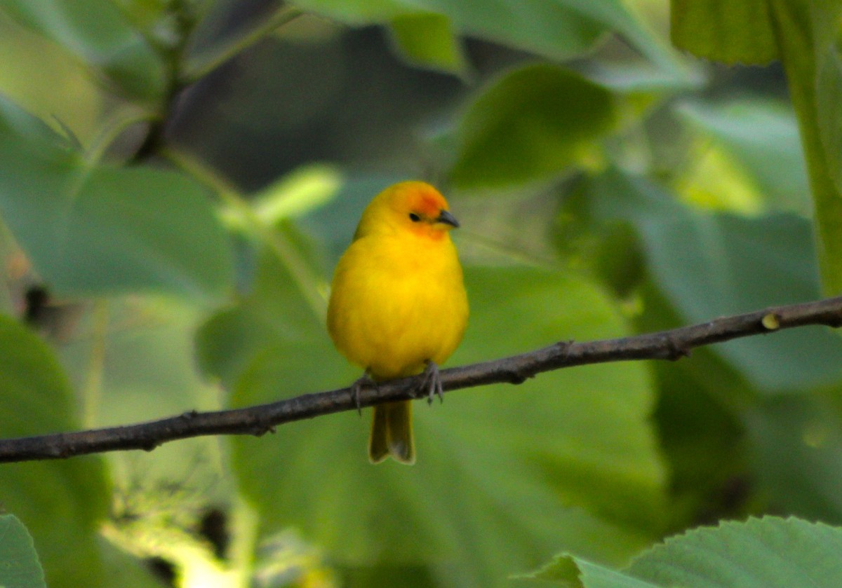 Saffron Finch - ML396284591