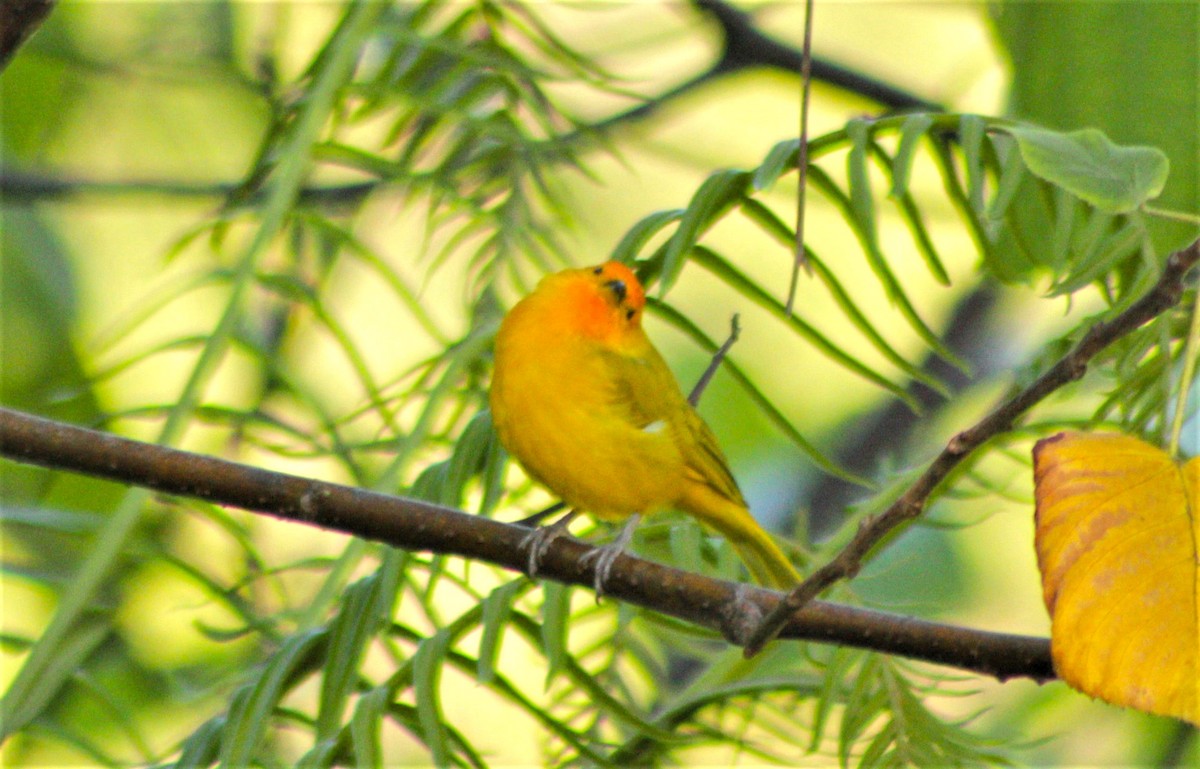 Saffron Finch - ML396284611