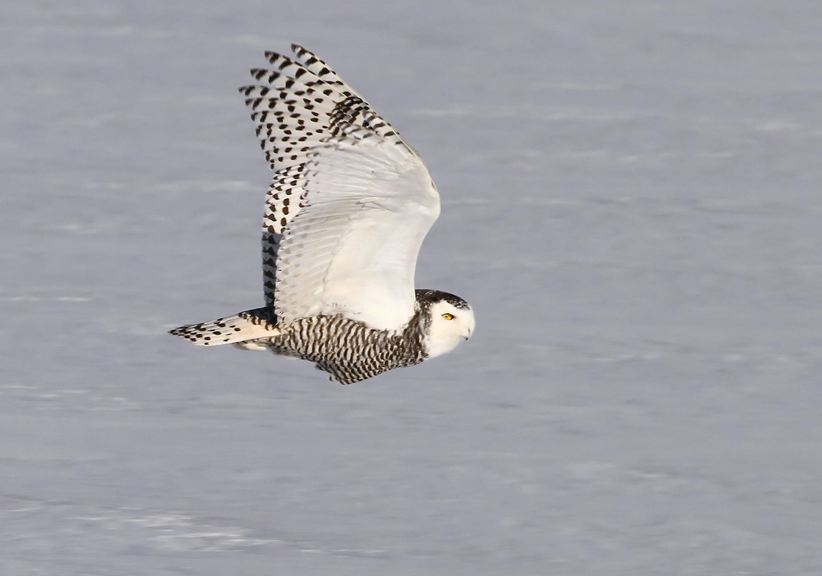 Snowy Owl - ML396284791