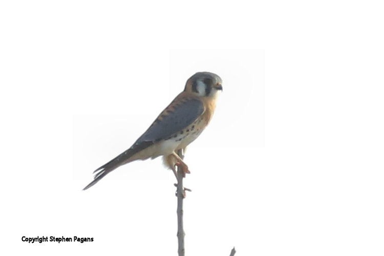 American Kestrel - ML396287661