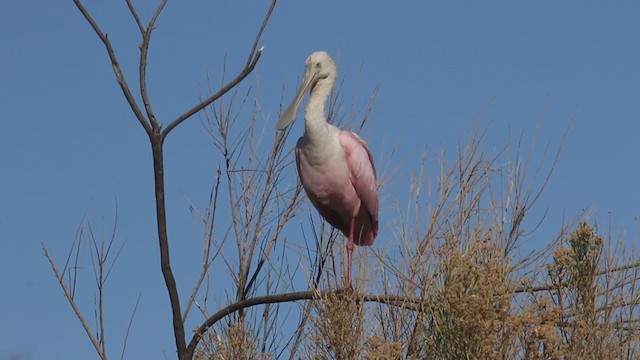 Roseate Spoonbill - ML396287671