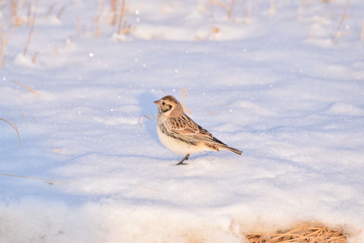 Lapland Longspur - Andy Zhang