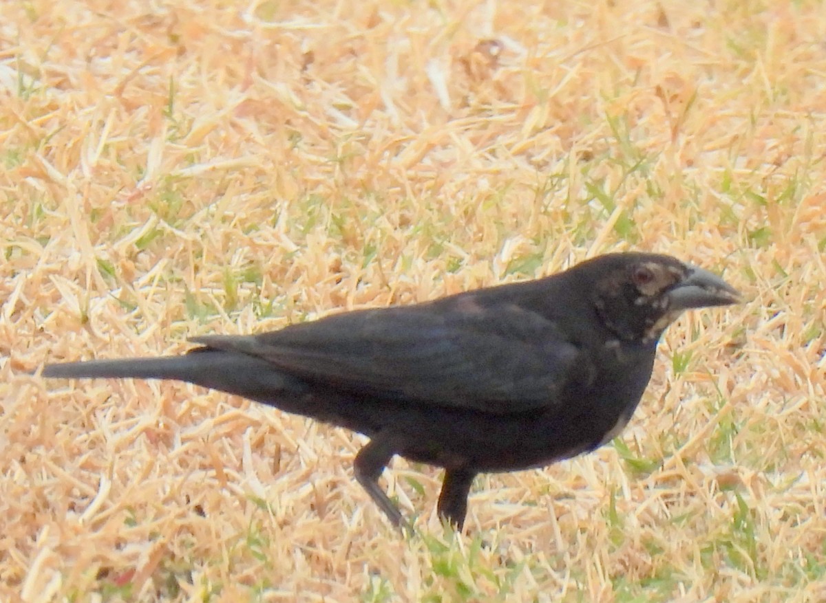 Bronzed Cowbird - Ethan Beasley