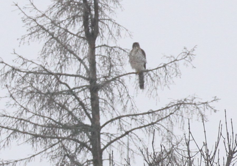 Cooper's Hawk - ML396290311