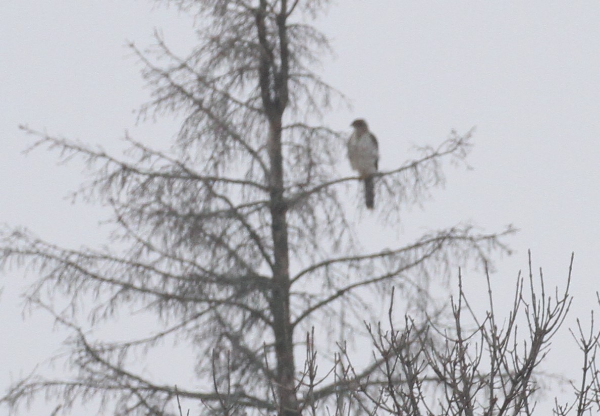 Cooper's Hawk - ML396290321