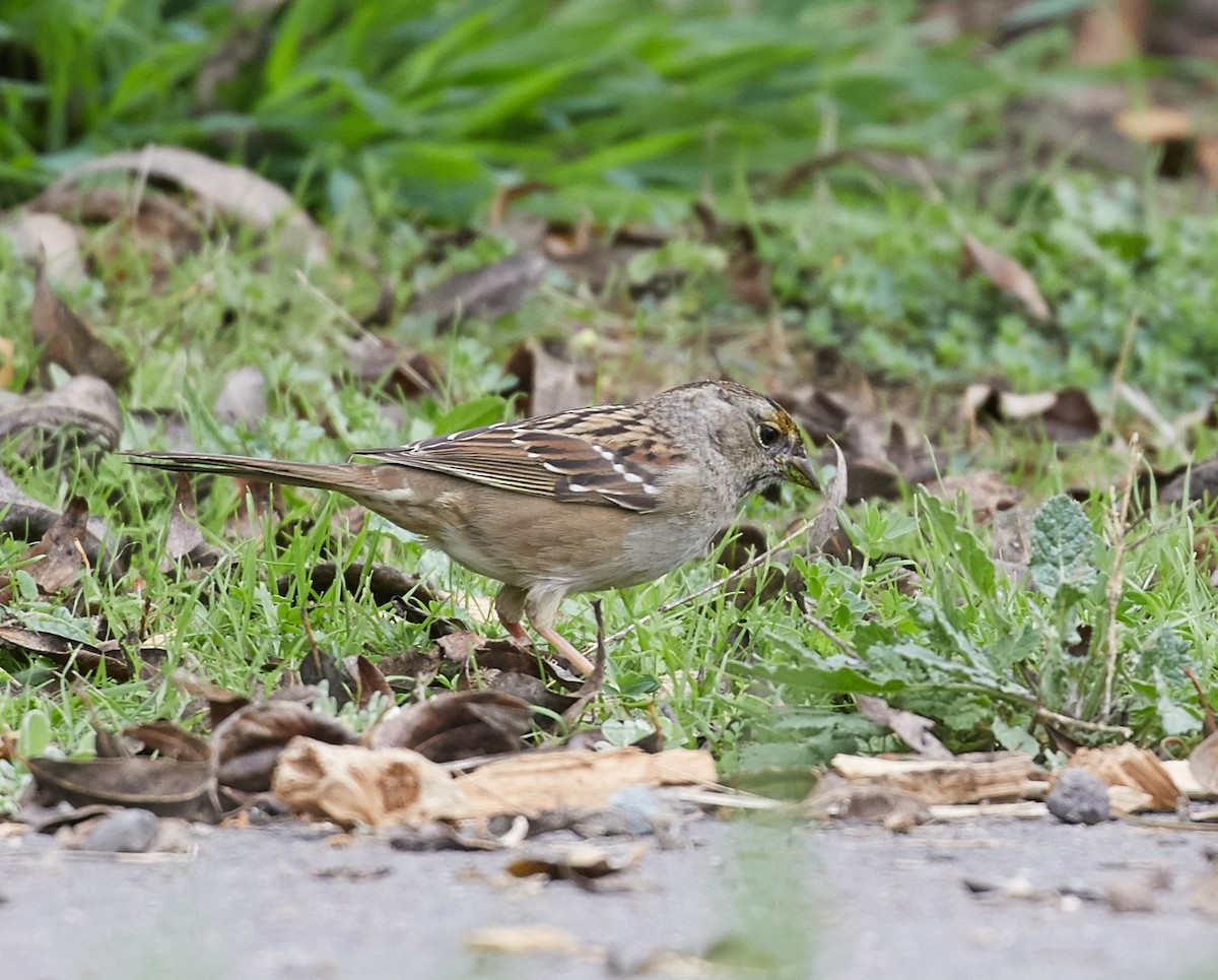 Golden-crowned Sparrow - ML39629051