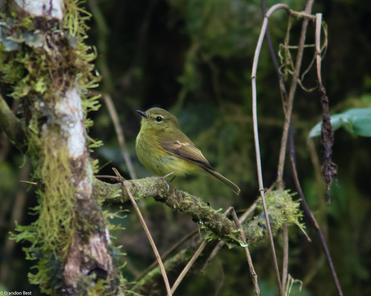 Flavescent Flycatcher - ML396290791