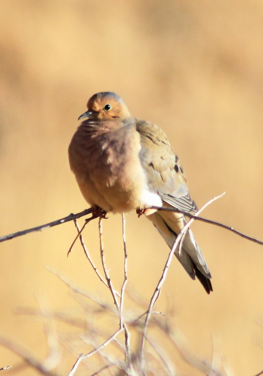 Mourning Dove - ML396291021