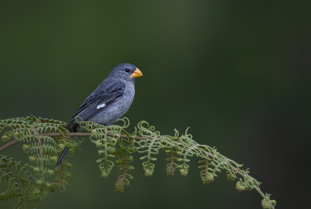 Tropeiro Seedeater - Raphael Kurz -  Aves do Sul