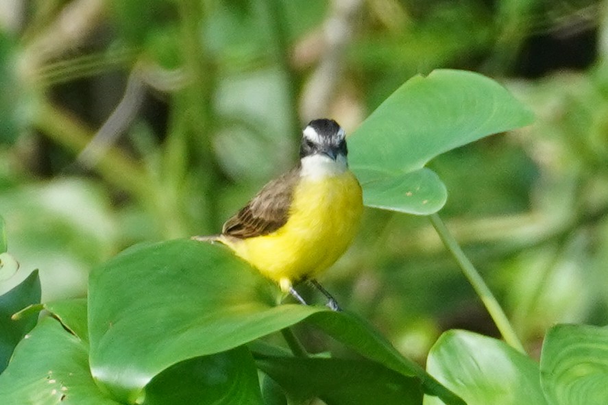 Lesser Kiskadee - ML396291561