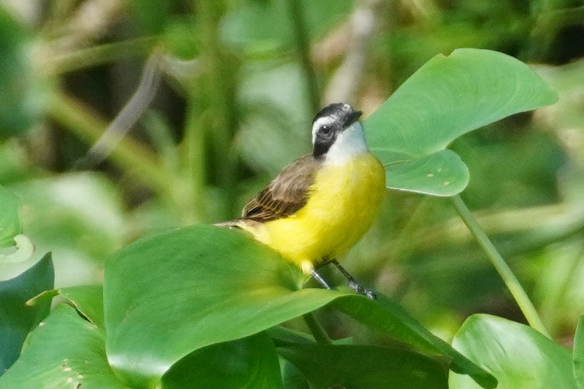 Lesser Kiskadee - ML396291571