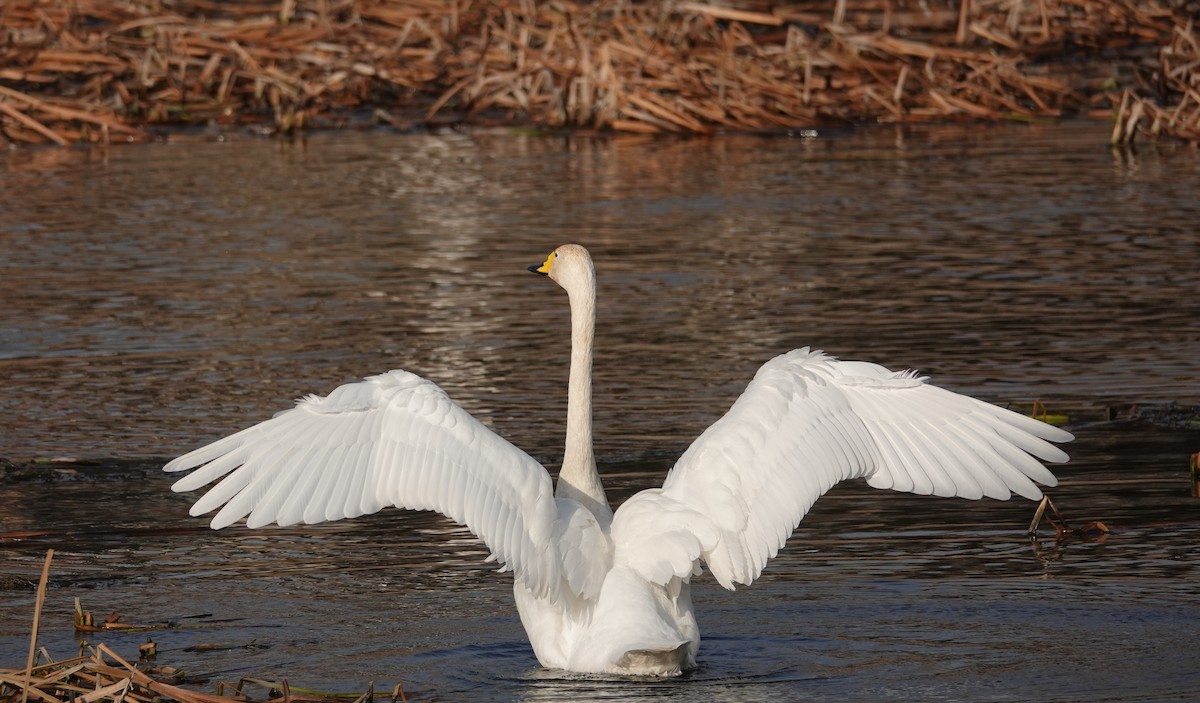 Whooper Swan - ML396292281