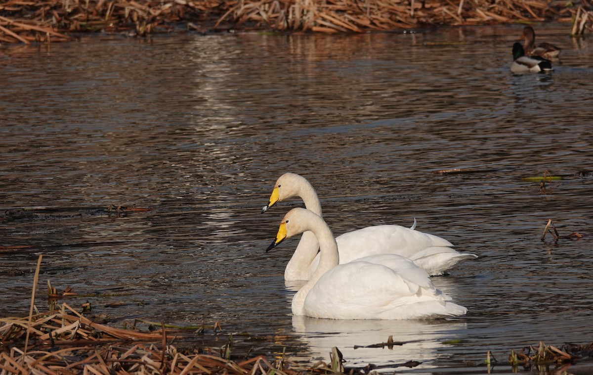 Cygne chanteur - ML396292481