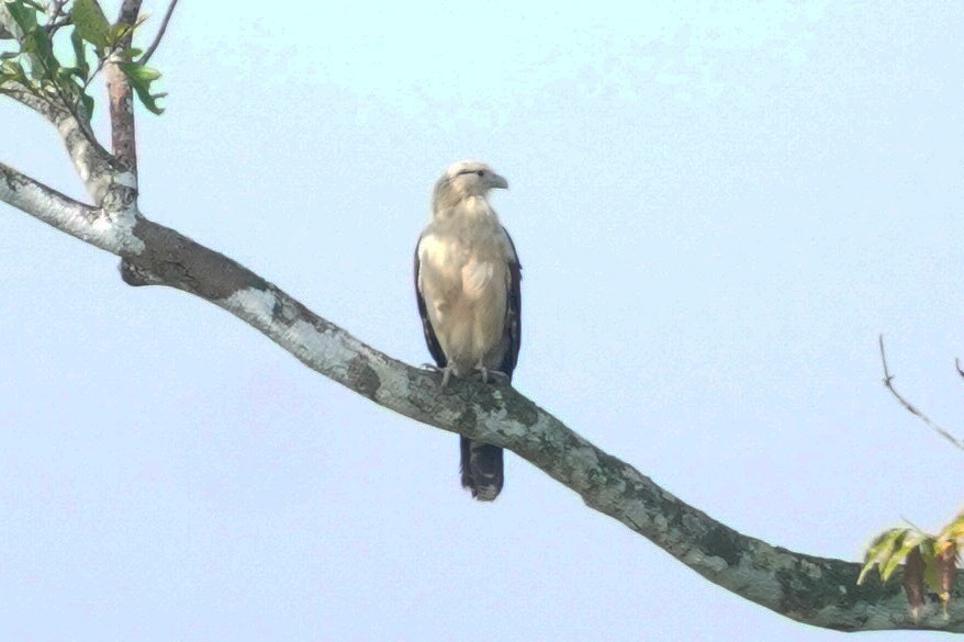 Yellow-headed Caracara - ML396293491