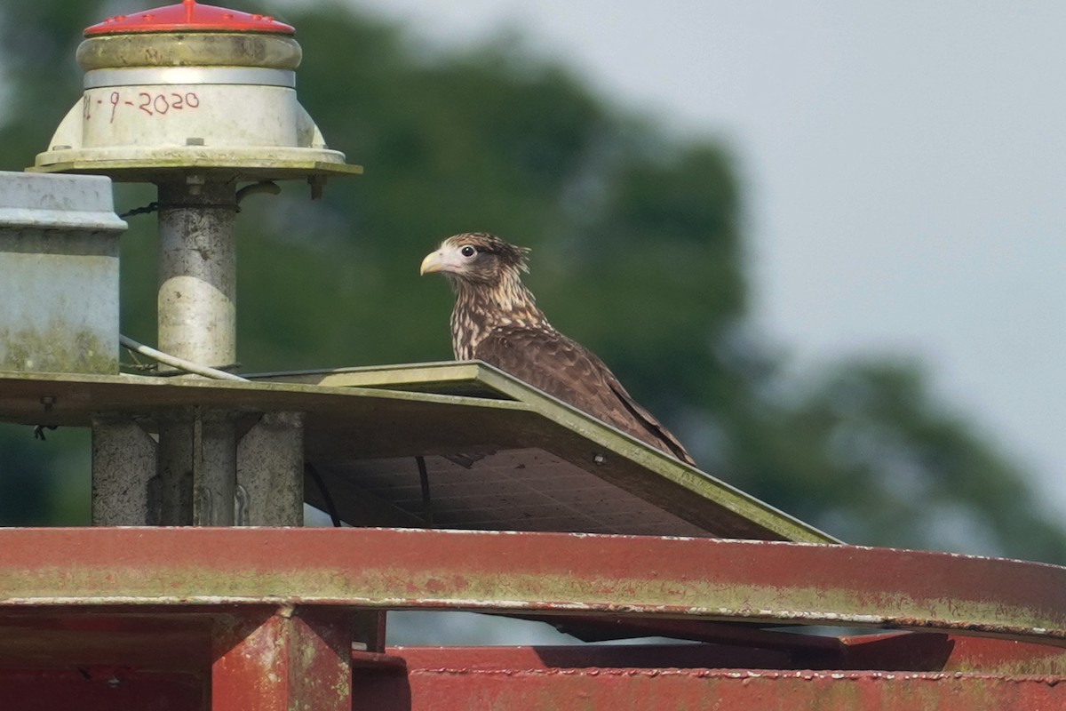 Yellow-headed Caracara - ML396293501