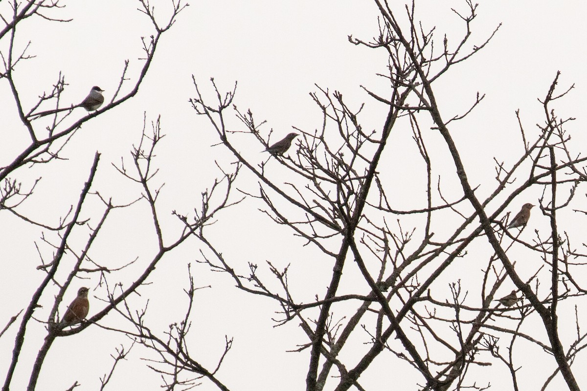 Fork-tailed Flycatcher - ML396294831