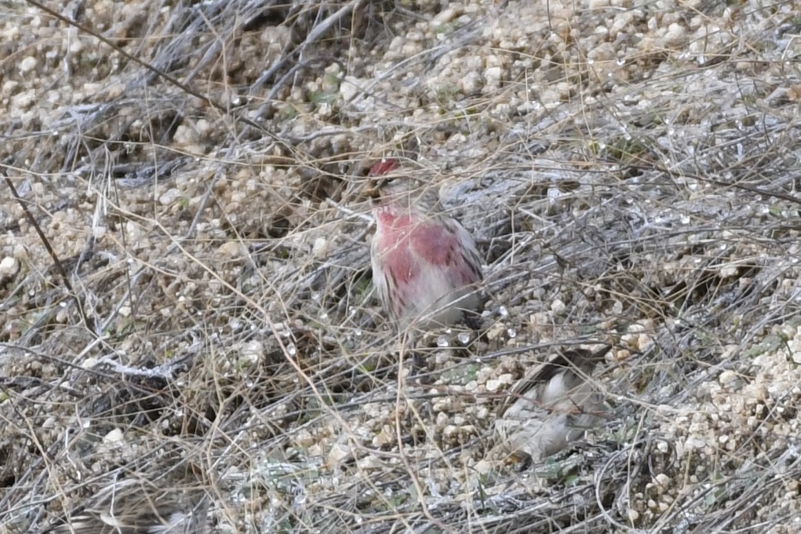 Common Redpoll - ML396295311