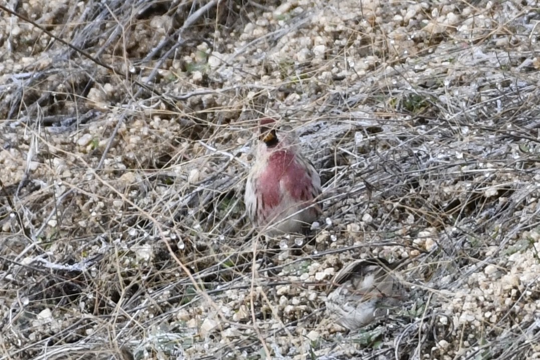 Common Redpoll - ML396295321