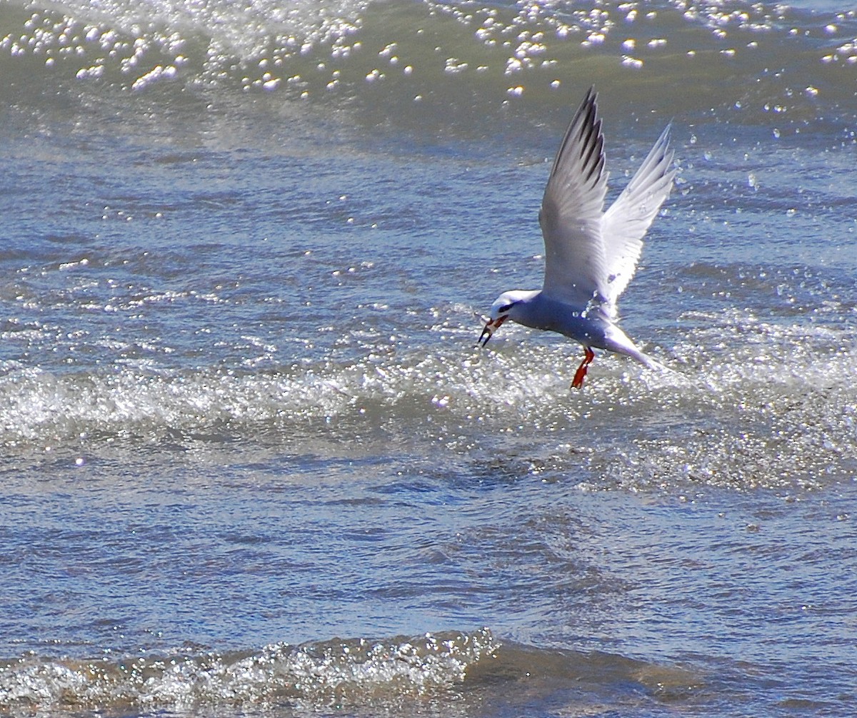 Snowy-crowned Tern - ML396296131