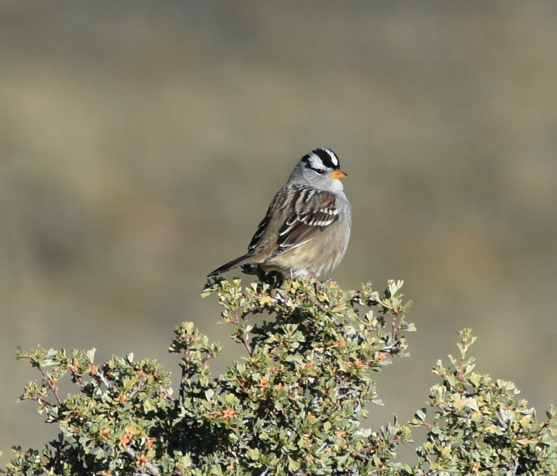 White-crowned Sparrow - Andy McGeoch 🦆