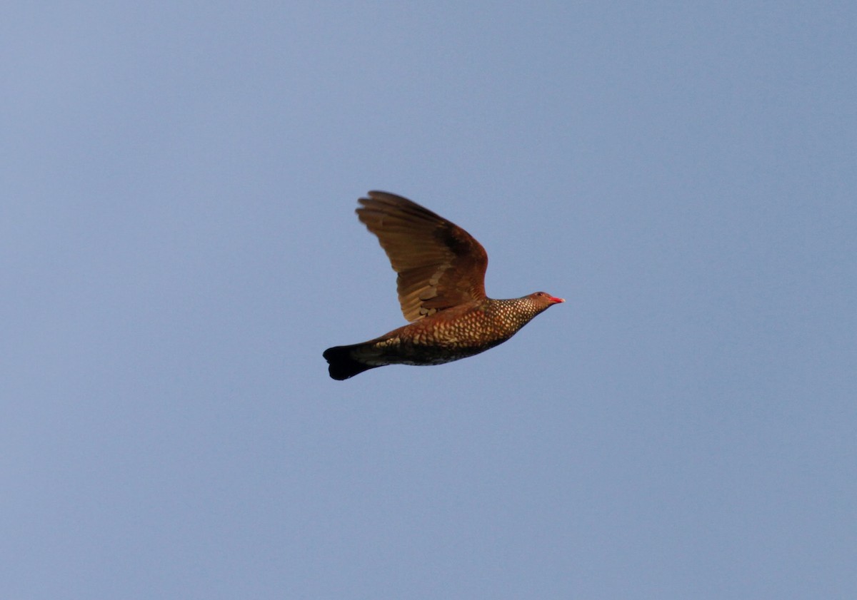 Scaled Pigeon - ML39629731