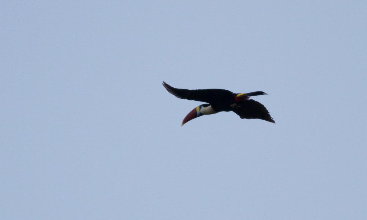 White-throated Toucan - ML39629781