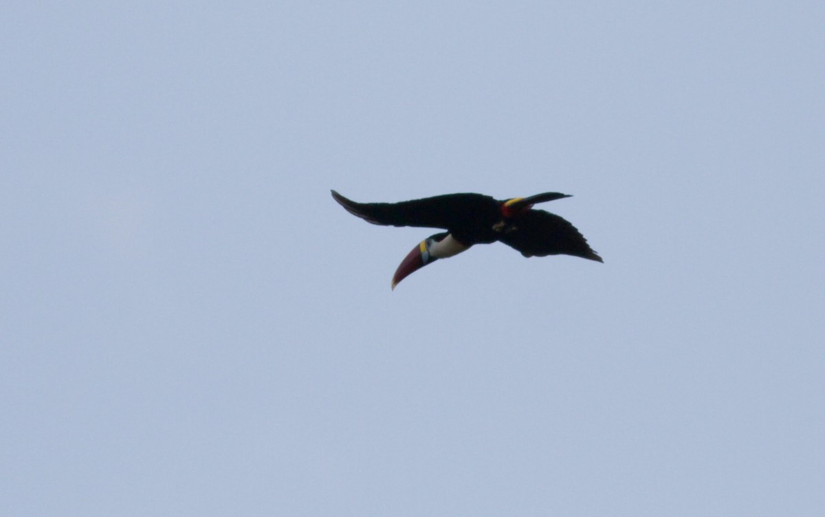 White-throated Toucan - ML39629821