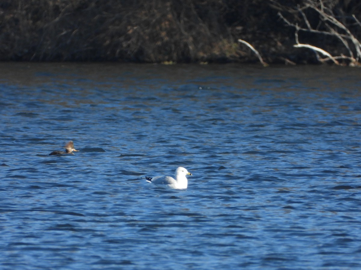 Ring-billed Gull - ML396299061