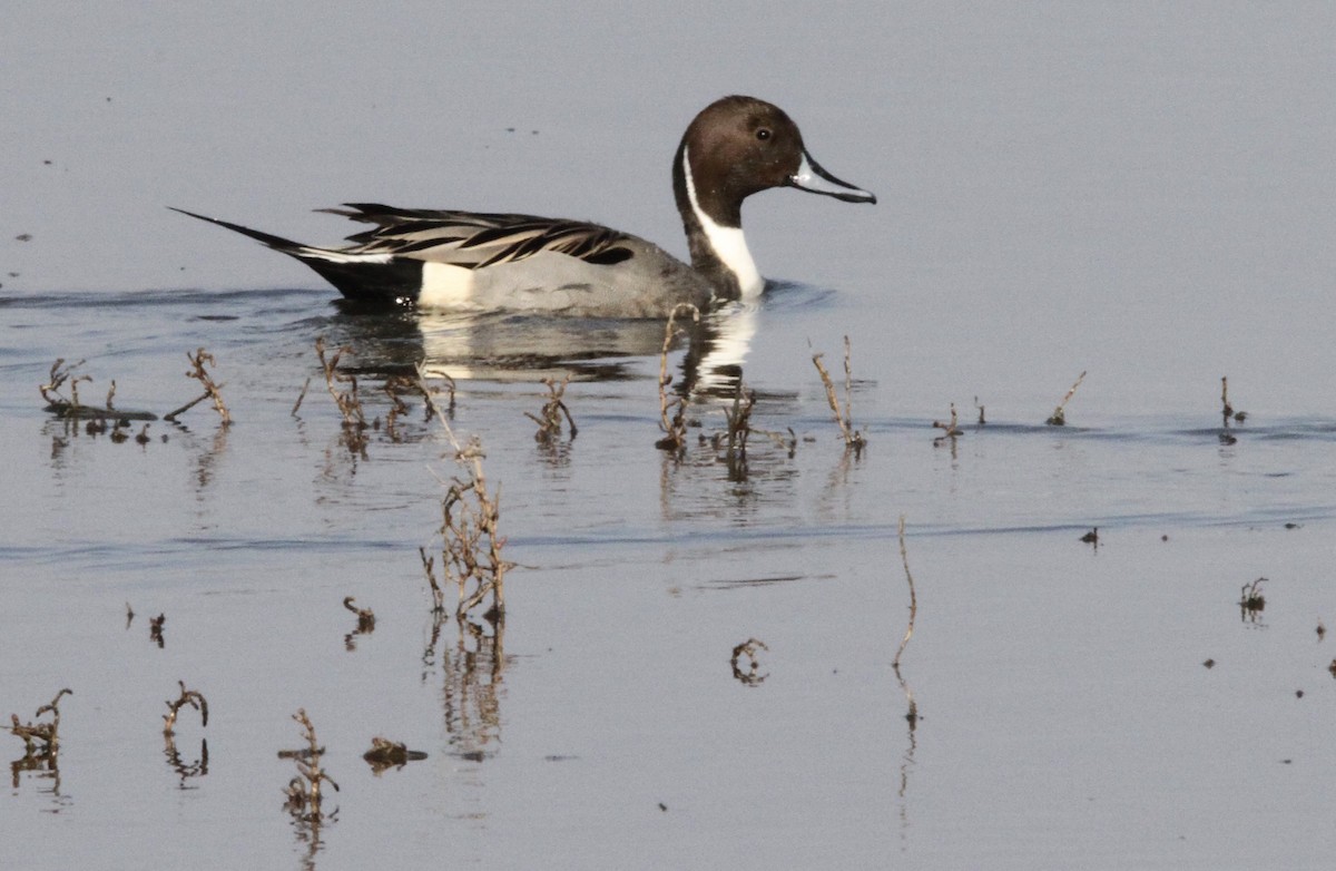 Northern Pintail - ML396300611