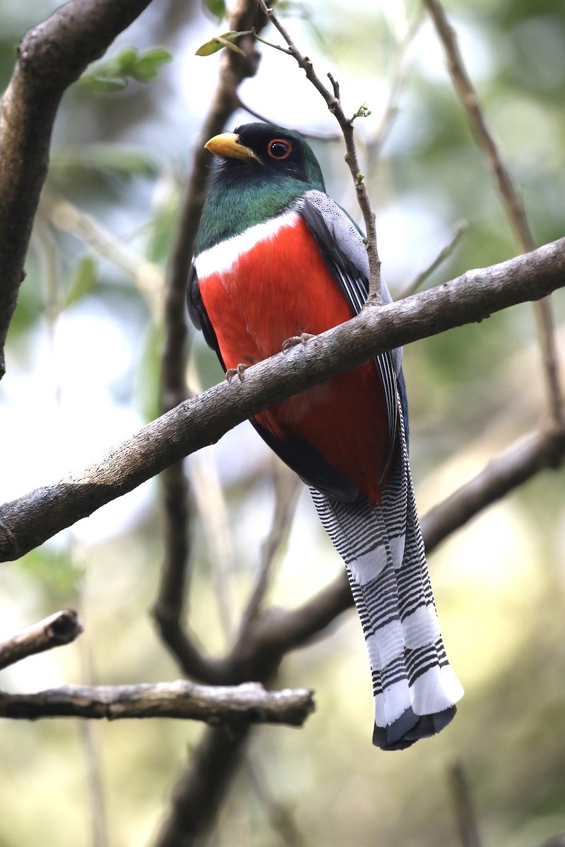 Trogon élégant - ML396302981